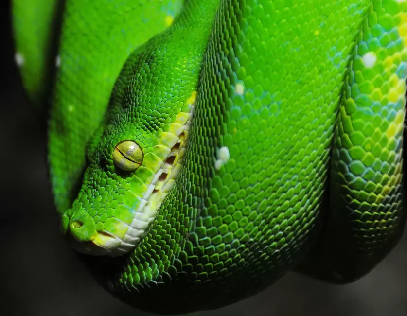 python_reptilium_landau.jpg