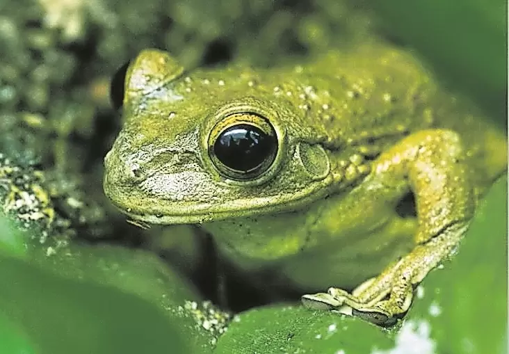 frosch_n_dpa.jpg