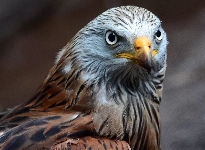 Vogelpark_hassloch_LM.jpg