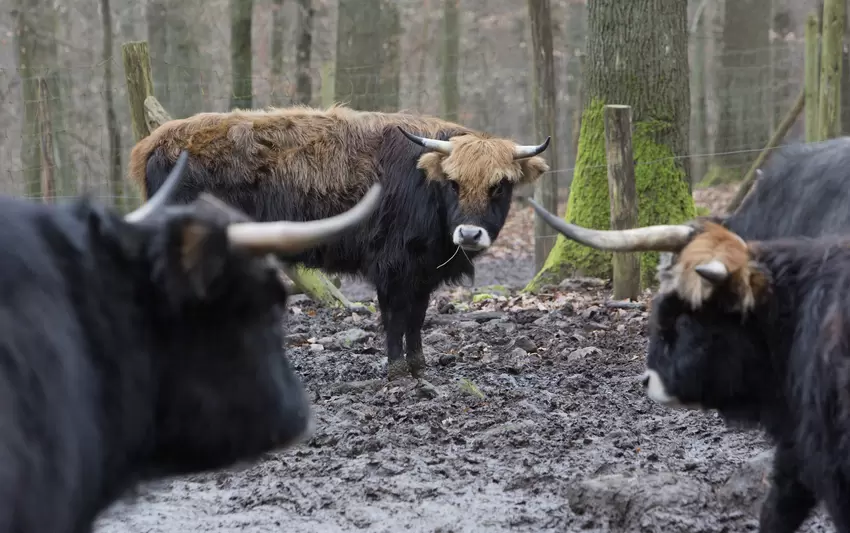 ed-tiere.JPG