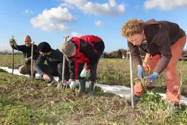 Auf dem Feld ist was los: Mit seinen Mitstreitern sticht Ruben Blickensd&ouml;rfer (rechts) das frische Gem&uuml;se. Er ist zufrieden mit 