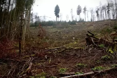 Die aktuell größte Käferfäche am Haardtrand ist so groß wie zwei Fußballfelder.