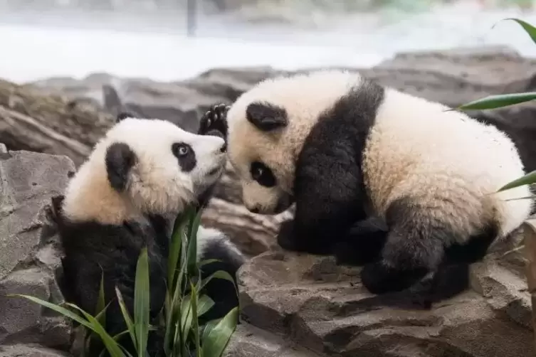 Die Panda-Zwillinge Meng Xiang (links, Pit) und Meng Yuan (Paule) wurden am Mittwoch erstmals zu einem Ausflug in ihr Gehege gel