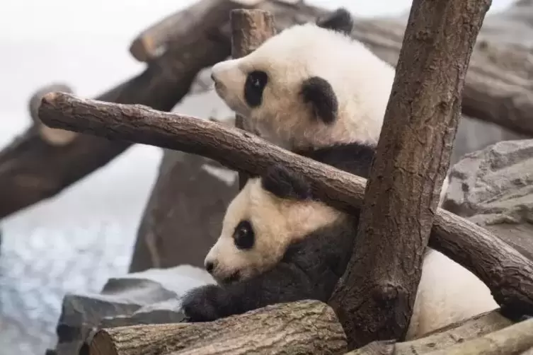Die Panda-Zwillinge Meng Xiang (Pit) und Meng Yuan (Paule) wurden am Mittwoch erstmals zu einem Ausflug in ihr Gehege gelassen.