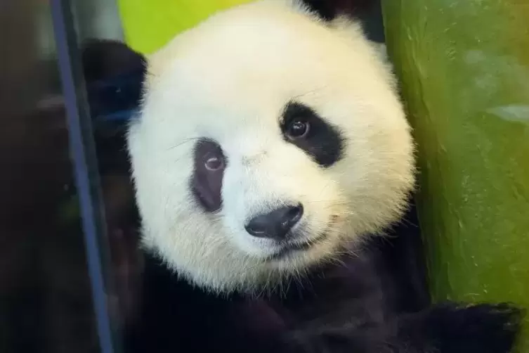 Panda-Mutter Meng Meng während des ersten Ausfluges ihrer Zwillinge.