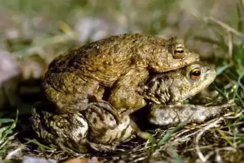 Zu ihren Laichgewässern wandern die Erdkröten vermutlich in den nächsten Tagen.