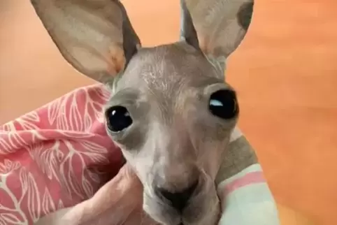 Fast so gemütlich wie bei Mama: Das Kängurubaby fühlt sich im selbst genähten Beutel sehr wohl.