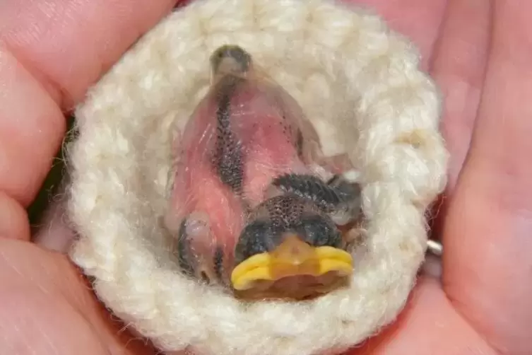 F&uuml;r die kleinen V&ouml;gel gibt es gestrickte Nester.
