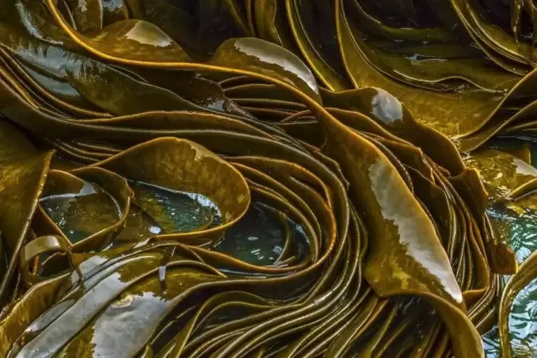 Stefanie Pappon: Bullkelp, Neuseeland (Seetang)