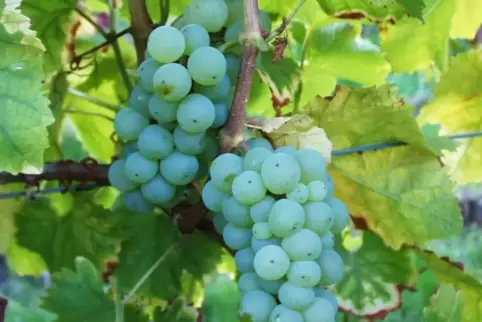 Der Silvaner-Rebe und dem aus ihr gewonnenen Wein wird nicht immer die gebührende Beachtung geschenkt.