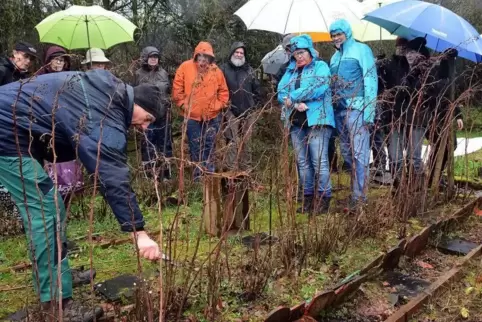 Udo Krebs demonstriert Schnitte an einer Hecke.