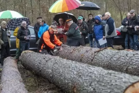 Gut beschirmt zum Einkauf: Werner Schramm versteigert die Stämme, Joachim Mai beschriftet die Stämme mit dem Namen des neuen Eig