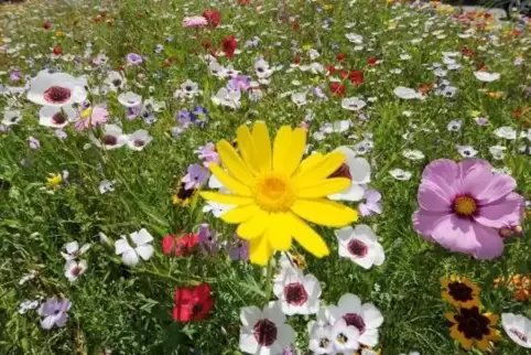 Auf rund vier Prozent aller Ackerflächen in Herxheim wurden im vergangenen Jahr Blühstreifen angelegt.