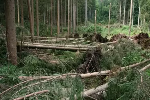 Nach einem Sturm folgt die Schadensaufnahme im Wald.
