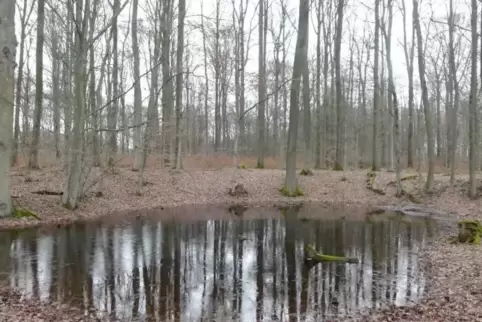 Unter anderem Waldmardellen wie diese bei Gersbach im Wald in Richtung Windsberg sind derzeit gut mit Wasser gefüllt.