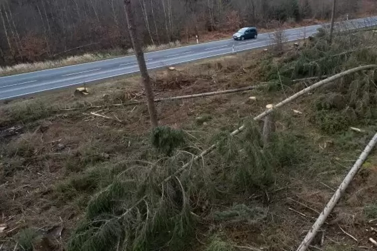 Umgeknickte B&auml;ume liegen nach dem Durchzug der Sturmtiefs Sabine und Victoria neben einer Landstrasse