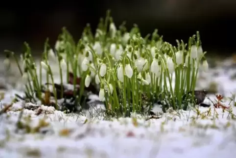 Schneeglöckchen spitzeln an manchen Stellen schon aus dem Boden – jetzt könnten sie tatsächlich noch Schnee abbekommen.