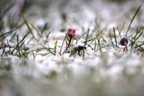 Gänseblümchen stehen in einem Garten im Schnee.