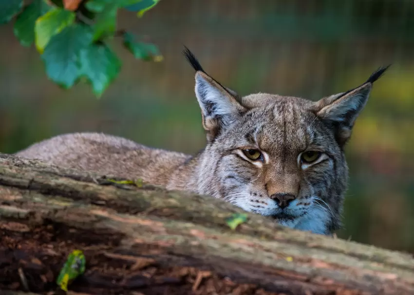 Luchs.jpg