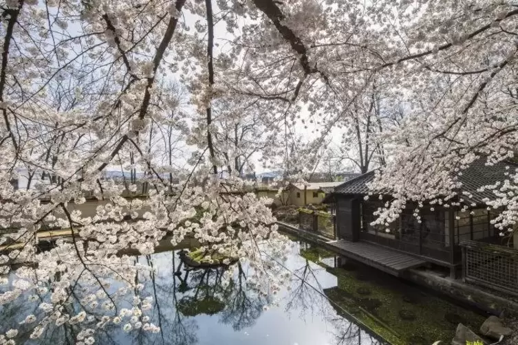 Wunderschöne Farbenpracht in tristen Zeiten: der japanische Garten in Kaiserslautern.