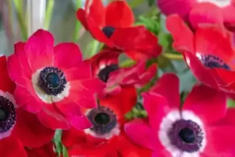 Floristen fühlen sich im Vergleich mit Baumärkten durch die Schließung während der Coronakrise benachteiligt.